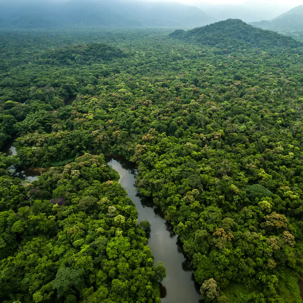 Customised Tree e-Certificate: Perfect Digital Gift for Eco-Warriors - Image 2