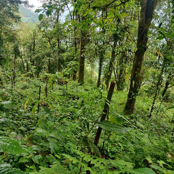 Trees for Raksha bandhan - Image 3